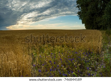 The Ukrainian field is sown with wheat or other grains. Such fields resemble the golden sea. On the edges of the field, sunflowers or flowers often grow. Ukraine is a country of boundless fields.