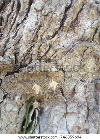Bark of tree texture in the park, Vertical composition of detailed tree bark background ,nature of bark.Fungus on bark.
