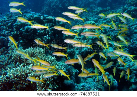 Yellowfin goatfishes in red sea, mulloides vanicolensis