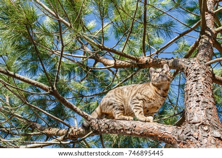 Bengal cat on the branches of a pine tree.
