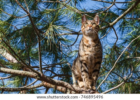 Bengal cat on the branches of a pine tree. Bengali.