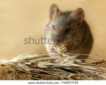 Closeup small  vole mouse eats  grain of rye  near inflorescence of rye on the field. Concept of fight with rodents.  Royalty-Free Stock Photo #746897938