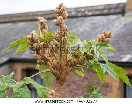 Tetrapanax papyrifer (Rice Paper Plant) in a Walled Garden in Rural Devon, England, UK