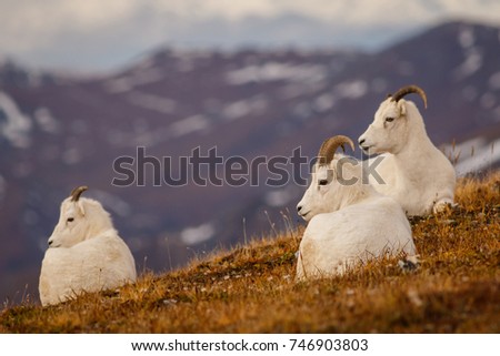 Dall sheeps in Denali NP, Alaska, US Royalty-Free Stock Photo #746903803