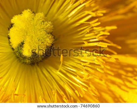 Closeup Picture of Poppy Flower