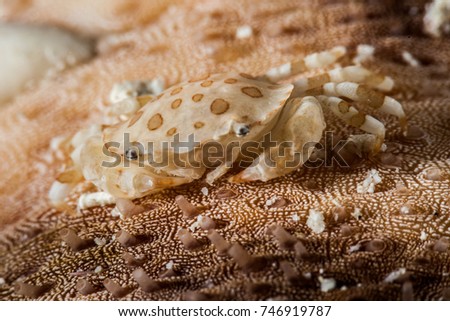Sea Cucumber Swimmer Crab