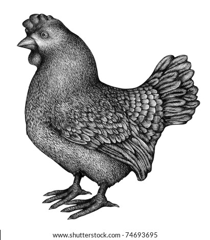 author's schedule illustration - graphically drawn chicken (pen, ink)