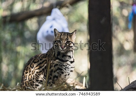 A wild cat Ocelot  (Leopardus pardalis)