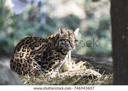 A wild cat Ocelot  (Leopardus pardalis)