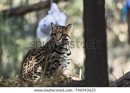 A wild cat, Ocelot  (Leopardus pardalis)