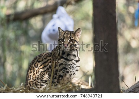 A wild cat o Ocelot  (Leopardus pardalis)