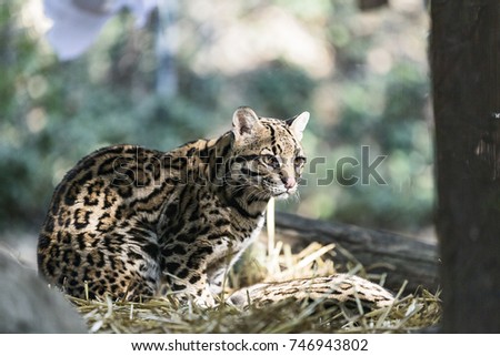 A wild cat o Ocelot  (Leopardus pardalis)