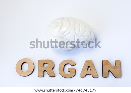 Brain is organ of human or animal concept photo. Model of brain is near volume letters composing word organ on light background. Visualization of brain as organ for medicine, biology, anatomy, study
