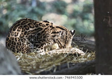 The ocelot (Leopardus pardalis). the wild cat caresses her female