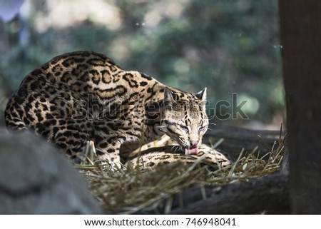 The ocelot (Leopardus pardalis). the wild cat caresses her female