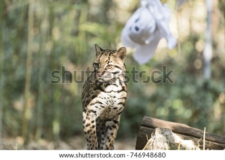 The ocelot (Leopardus pardalis). A wild cat