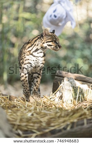 The ocelot (Leopardus pardalis). A wild cat