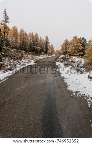 mountain road through the woods of larch and fir trees in winter