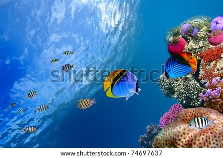 Threadfin butterflyfish (Chaetodon auriga), Red Sea, Egypt