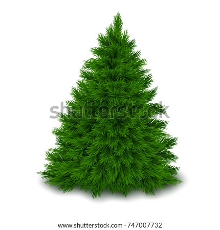 Bushy unadorned Christmas tree with shadow isolated on white background. Realistic vector illustration. 
