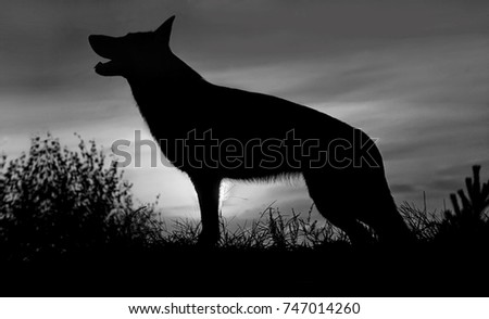 Black silhouette of a standing wild wolf, a dog against a beautiful red sunset sky. black and white image