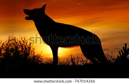 Black silhouette of a standing wild wolf, a dog against a beautiful red sunset sky.