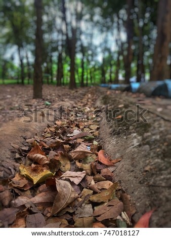 Brown leaf fall on ground in winter