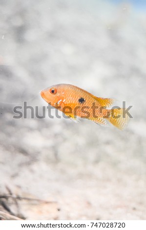 colorful fish swimming in tropical water, profile view