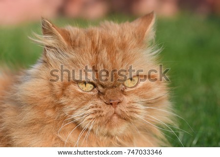 Persian cat in the garden