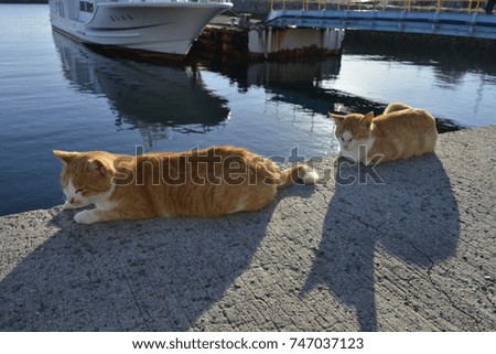 Prefecture Ozu City Island with many cats aosima
