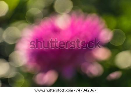 Dahlia blossom abstract 