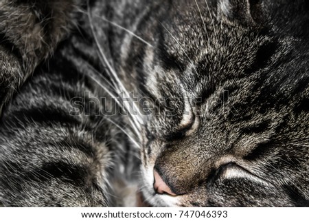 Stripped sleeping cat gray fur texture background
