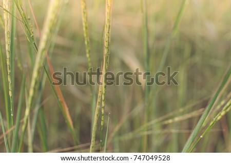 Macro photo wheat field. Spica barley bread yellow winter