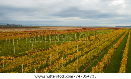Beautiful autumn coloros. Aerial drone view of wineyards fields from the top. Drone Aerial View Concept.