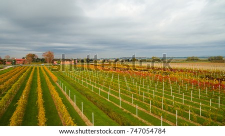 Beautiful autumn coloros. Aerial drone view of wineyards fields from the top. Drone Aerial View Concept.