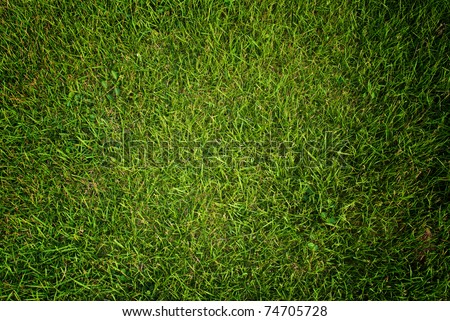 Green grass texture background.