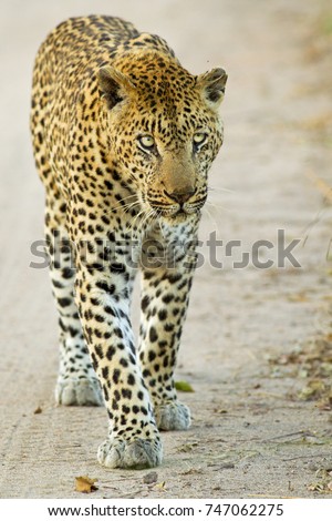 African Leopard in the Bush