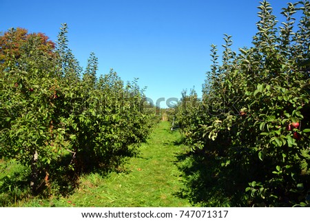 Fall apple tree landscape Quebec Province Canada