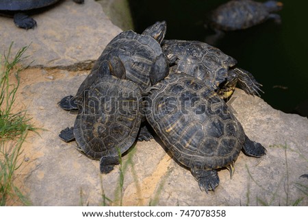 The group of red-eared sliders rest on stone