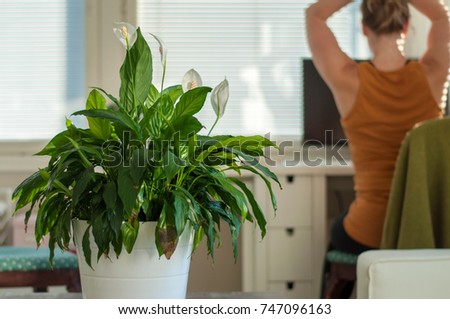Working at home office on the computer or laptop. Women and technology: A working woman relaxed in front of a screen at a sunny home desk in Finland, a blooming peace lily focused on the foreground.