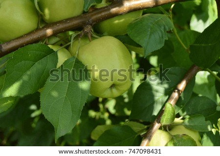 Delicious ripe green apples hanging on a branch on a Sunny summer day.