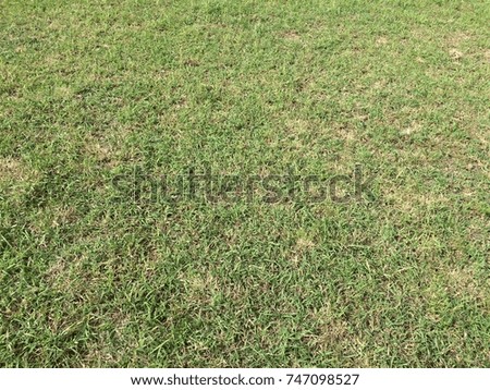 Grass filed floor texture background design