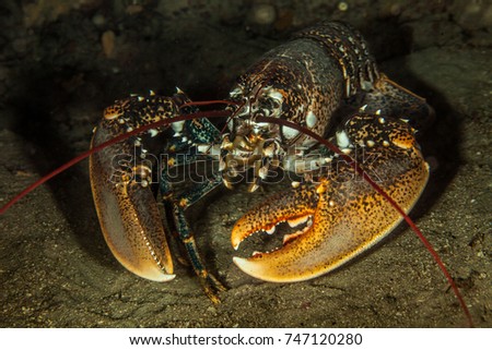 Homarus Lobster Royalty-Free Stock Photo #747120280