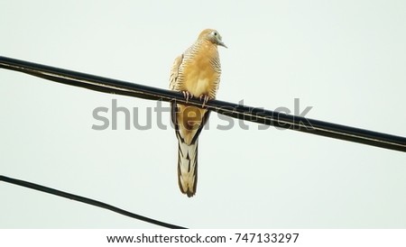 Dove catching on the wires. Do not look for anything.