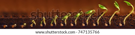 Seedlings growing. Plants grow stages. Seedlings growth periods. Royalty-Free Stock Photo #747135766