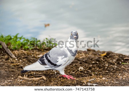 Pigeon Bird in action isolated on ground.