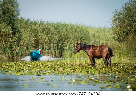Letea Wild Horses in Danube Delta Romania