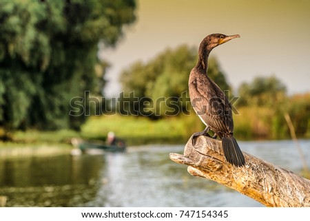 Cormorant (Phalacrocorax auritus) in Danube Delta Romania