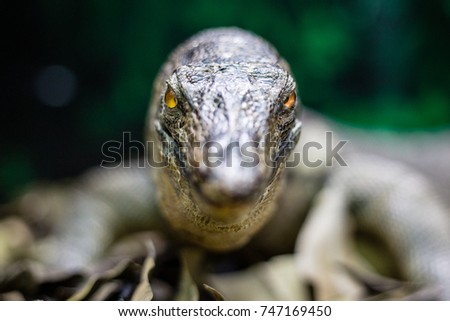 Closeup of large varanus crawl on green grass and dry leaf. Monitor lizard, Komodo dragon,