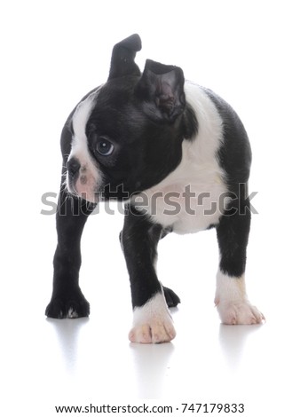 boston terrier puppy standing isolated on white background